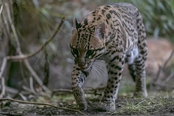 Portret Oceloty Ciężarnej Samicy Ocelota — Zdjęcie stockowe