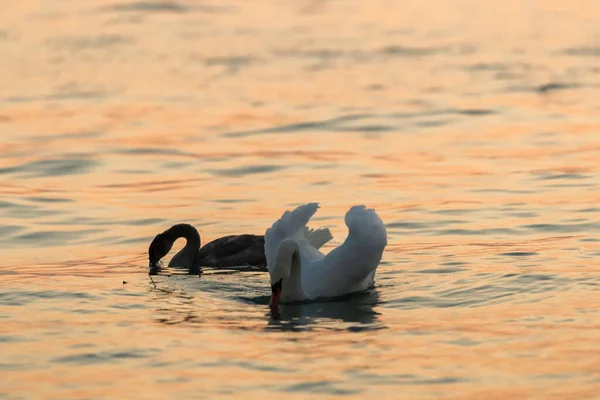 Łabędzie Brzegu Jeziora Punta San Vigilio Del Garda — Zdjęcie stockowe