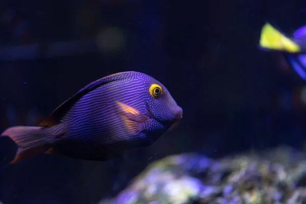 Kole Tang Spotted Surgeonfish Goldring Surgeonfish Yellow Eyed Tang Ctenochaetus — Fotografia de Stock
