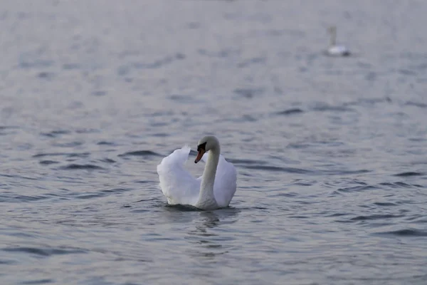 Cisne Orilla Del Lago Punta San Vigilio Del Garda —  Fotos de Stock