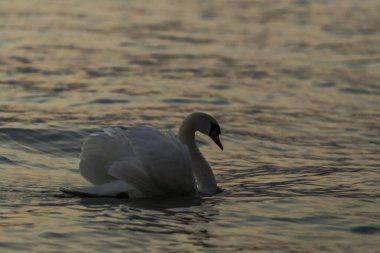 Punta San Vigilio del Garda 'da göl kıyısında kuğu.