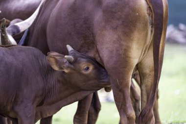 Sığır yavrusu annenle emzirir.
