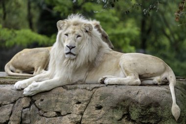 Beyaz aslan kayanın üzerinde yatıyor.