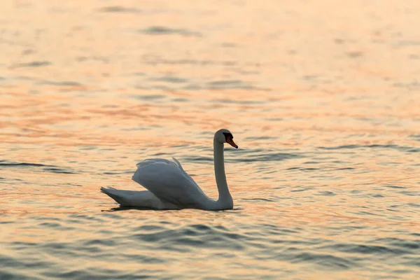 Cisne Orilla Del Lago Punta San Vigilio Del Garda —  Fotos de Stock