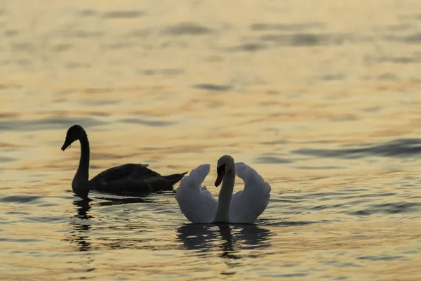 Cisnes Orilla Del Lago Punta San Vigilio Del Garda —  Fotos de Stock