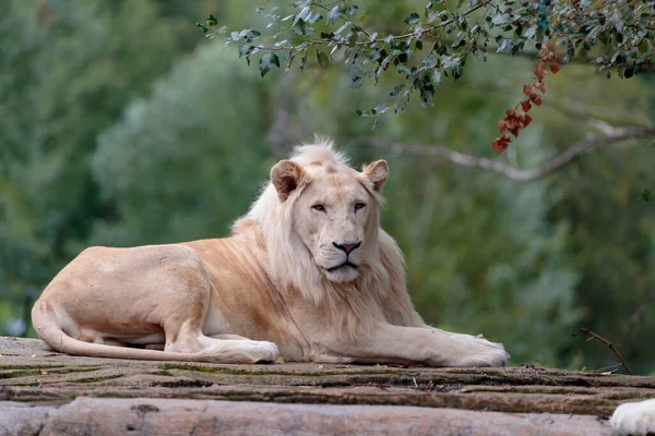 Fiatal Fehér Oroszlán Panthera Leo — Stock Fotó