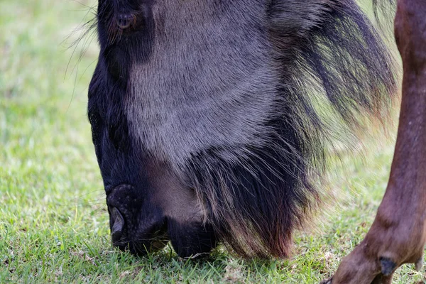 Connochaetes Taurinus Common Wildebeest Grazing Brindled Gnu Portrait — Stock Photo, Image