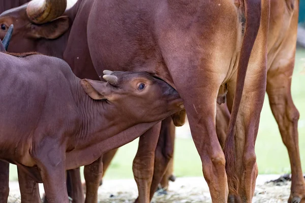Cattle Calf Suckles Mum — Stock Photo, Image