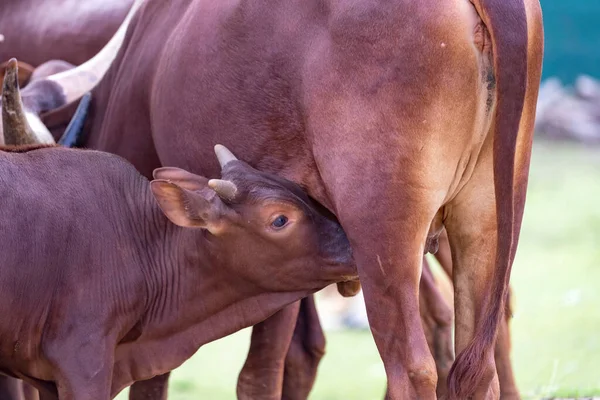 Cattle Calf Suckles Mum — Stock Photo, Image