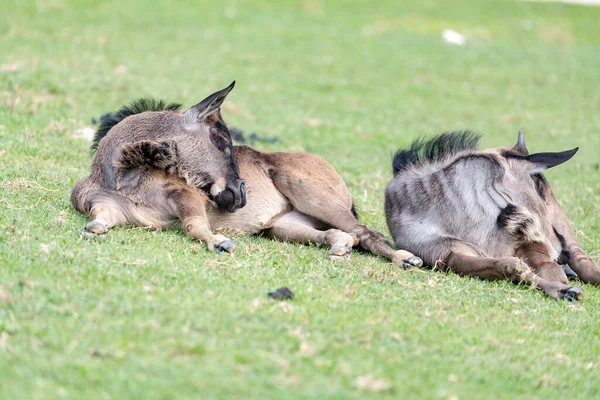 Gnus Bezerros Também Chamado Gnus — Fotografia de Stock