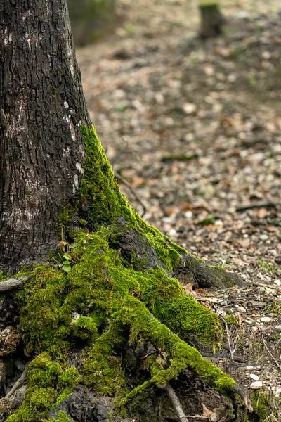 Trädet Övervuxet Med Mossa — Stockfoto