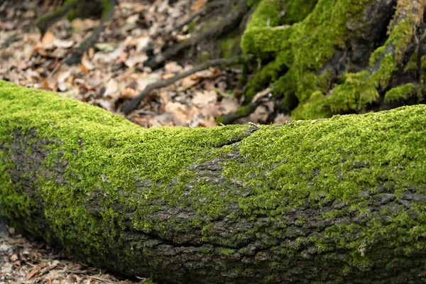 Árbol Está Cubierto Musgo —  Fotos de Stock