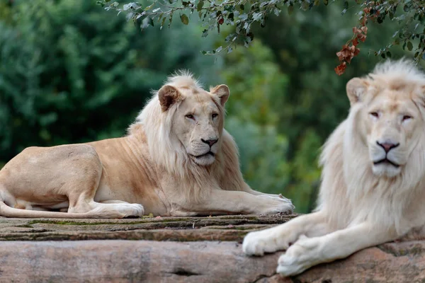 Zwei Weiße Löwen Liegen — Stockfoto