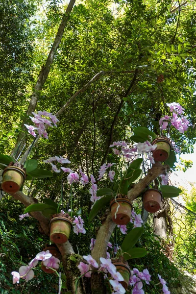 挂在树上的芙蓉花盆 — 图库照片