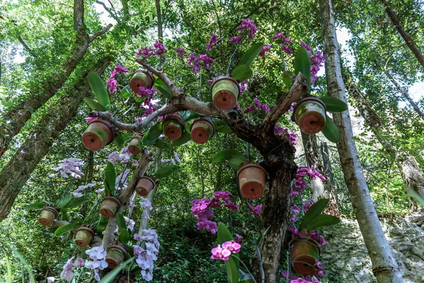 木から吊るされたフクシアの花の鉢 — ストック写真