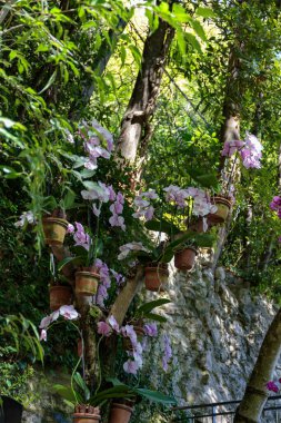 Ağaçtan sarkan Fuchsia saksıları