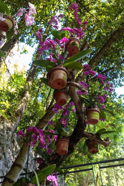 挂在树上的芙蓉花盆 — 图库照片