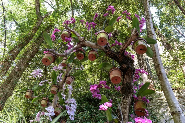 木から吊るされたフクシアの花の鉢 — ストック写真