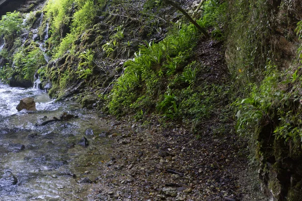 Krásný Zelený Lesní Vodopád Kameny — Stock fotografie
