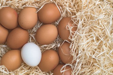 Yumurtalar yakın görünüm 