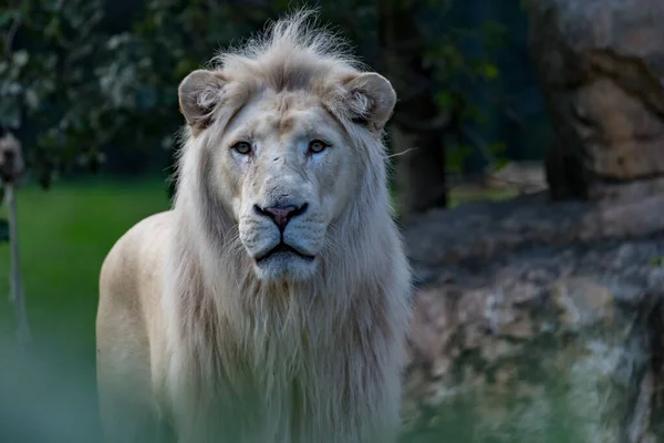 Der Junge Weiße Löwe Panthera Leo — Stockfoto