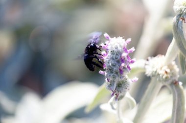 Xylocopa ihlali, menekşe marangoz arı uçuşu