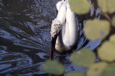 Dalmaçyalı pelikan (Pelecanus crispus)