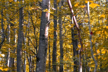 Gündüzleri güzel orman manzarası 
