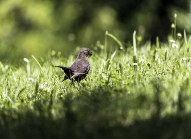 Çimenlerdeki güzel kuşun yakın plan çekimi.