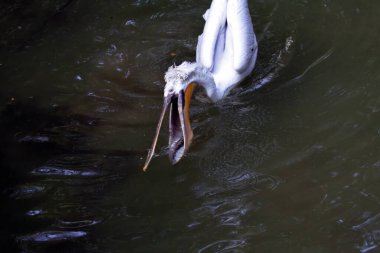 Dalmaçyalı pelikan (Pelecanus crispus)