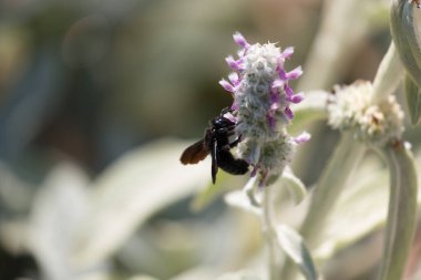 Xylocopa ihlali, menekşe marangoz arı uçuşu