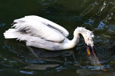 Dalmaçyalı pelikan (Pelecanus crispus)