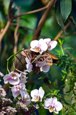 Phalaenopsis amabilis makro, güve orkideleri kapalı ve kelebek