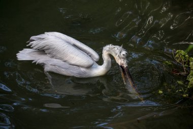 Dalmaçyalı pelikan (Pelecanus crispus)