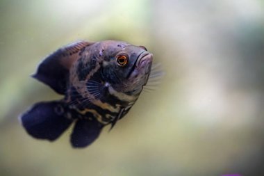 Oskar (Astronotus ocellatus), Oscar balığı tatlı suda yüzer.
