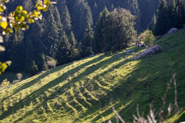 İnekler doğada dağlara bakar.