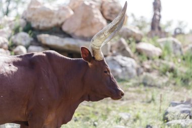 Bos taurus africanus, Ankole-Watusi, uzun boynuzlu boğa.