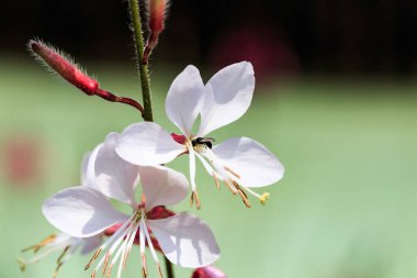 Bilinen birkaç yaygın isimle gaura coccinea, bunlar arasında kızıl arı çiçeği, kızıl gaura ve Linda Tarde bulunmaktadır.