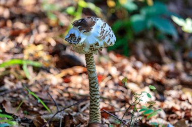Şemsiye mantarı (Macrolepiota procera veya Lepiota procera))