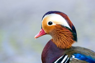 Mandarin Ördek Yüzme, tüneyen ördek gökkuşağı rengi, (Aix galericulata)