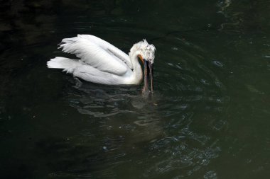 Dalmaçyalı pelikan (Pelecanus crispus)