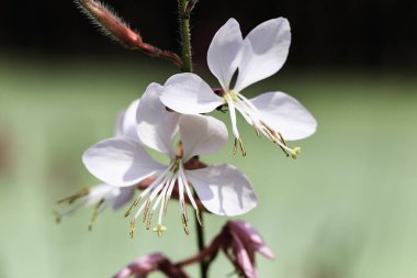 Bilinen birkaç yaygın isimle gaura coccinea, bunlar arasında kızıl arı çiçeği, kızıl gaura ve Linda Tarde bulunmaktadır.