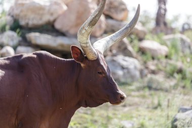 Bos taurus africanus, Ankole-Watusi, uzun boynuzlu boğa.