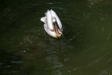 Dalmaçyalı pelikan (Pelecanus crispus)