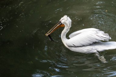 Dalmaçyalı pelikan (Pelecanus crispus)