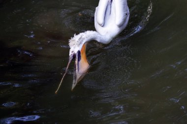 Dalmaçyalı pelikan (Pelecanus crispus)