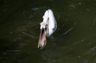 Dalmaçyalı pelikan (Pelecanus crispus)