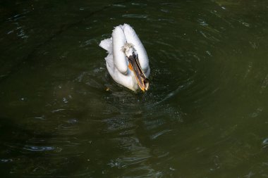 Dalmaçyalı pelikan (Pelecanus crispus)
