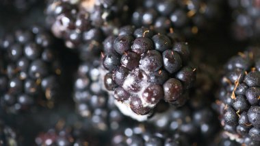 Rubus ulmifolius üzerinde büyüyen Spinellus füzyonu