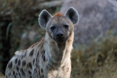 Afrika bozkırındaki sırtlan.